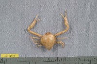 藏品(雙錐長臂蟹)的圖片